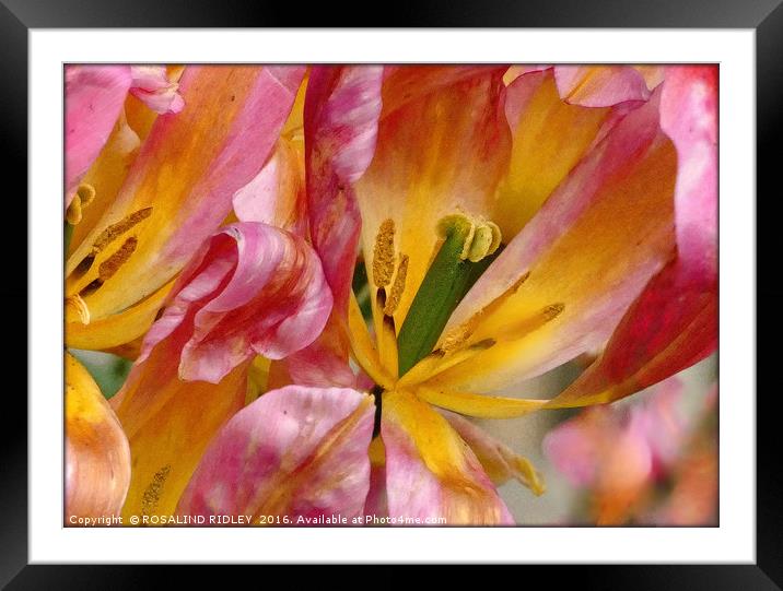 "TULIPS IN THE WIND" Framed Mounted Print by ROS RIDLEY