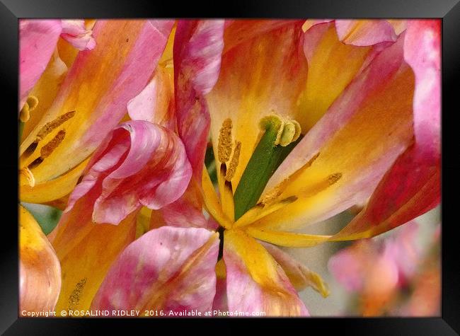 "TULIPS IN THE WIND" Framed Print by ROS RIDLEY