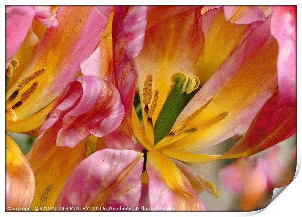 "TULIPS IN THE WIND" Print by ROS RIDLEY