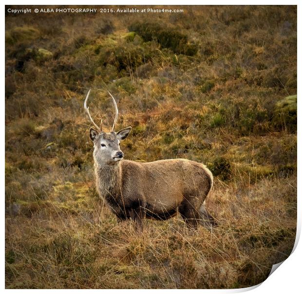 Red Deer Stag. Print by ALBA PHOTOGRAPHY