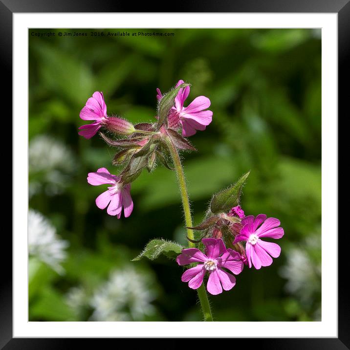 Square cropped Red Campion Framed Mounted Print by Jim Jones