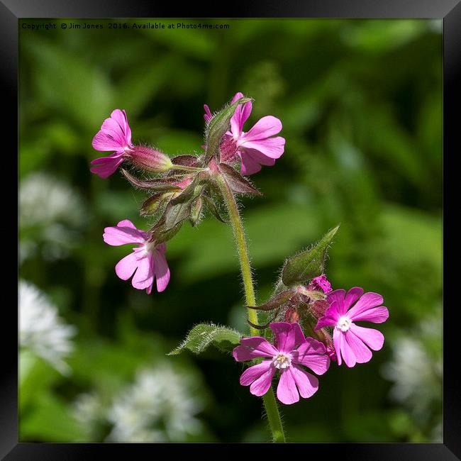 Square cropped Red Campion Framed Print by Jim Jones