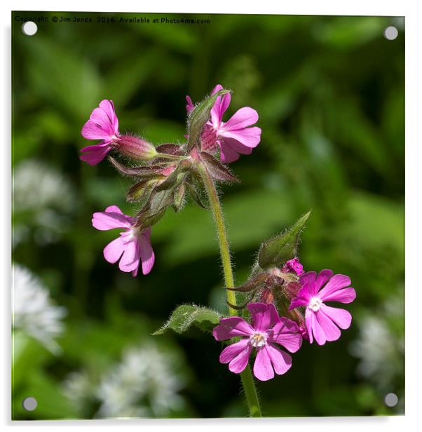 Square cropped Red Campion Acrylic by Jim Jones