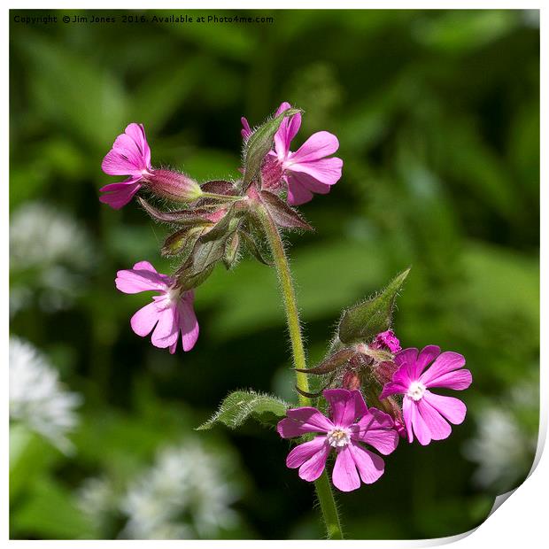Square cropped Red Campion Print by Jim Jones