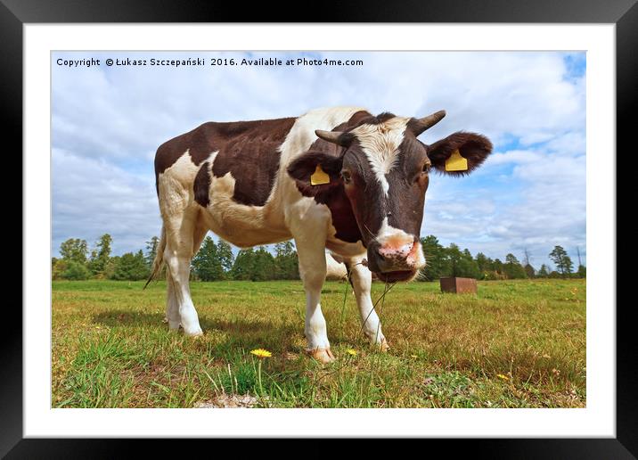 Funny cow looking at camera Framed Mounted Print by Łukasz Szczepański