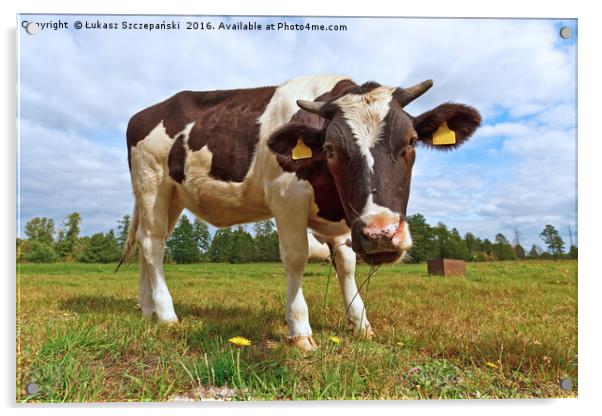 Funny cow looking at camera Acrylic by Łukasz Szczepański