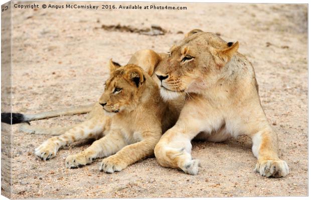 Lioness with cub Canvas Print by Angus McComiskey