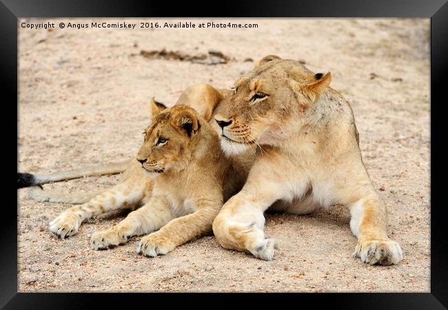 Lioness with cub Framed Print by Angus McComiskey