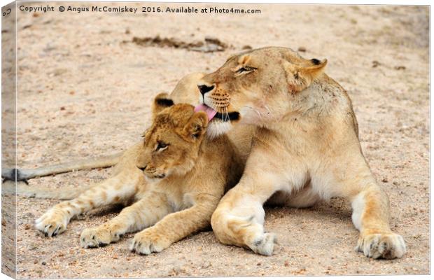 Lioness grooming cub Canvas Print by Angus McComiskey