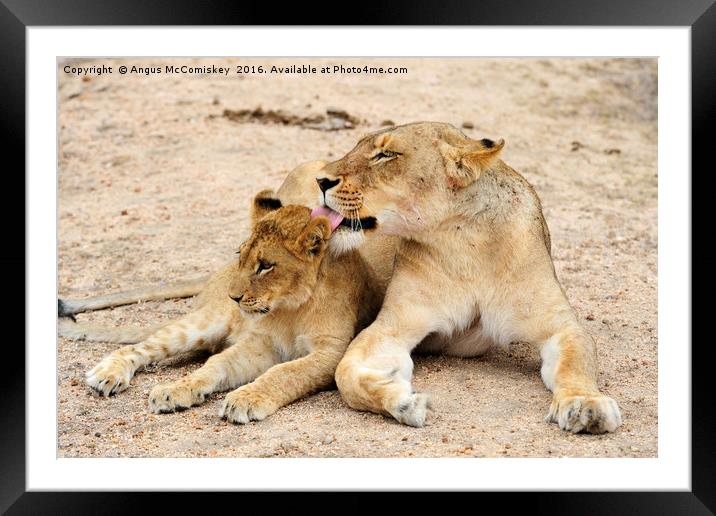 Lioness grooming cub Framed Mounted Print by Angus McComiskey