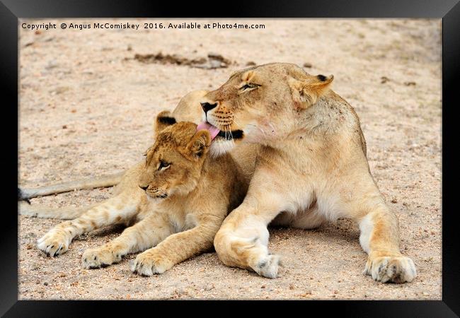Lioness grooming cub Framed Print by Angus McComiskey