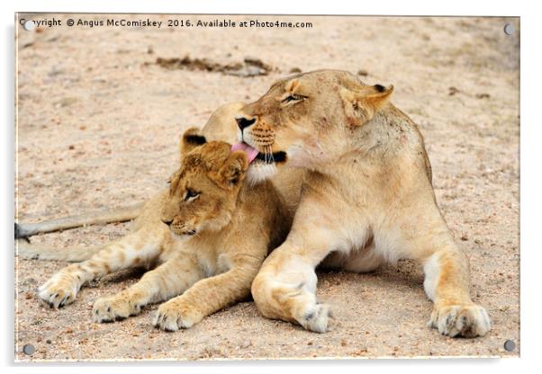 Lioness grooming cub Acrylic by Angus McComiskey