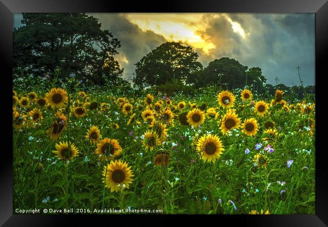 Field Of Sunflowers Framed Print by Dave Bell