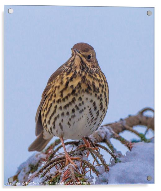 Winter Song Thrush Acrylic by Tom Dolezal