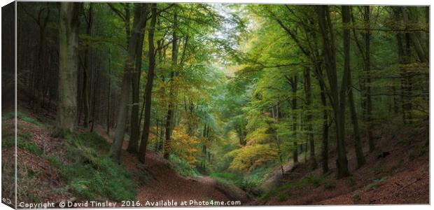 Ten Acre Woods Canvas Print by David Tinsley