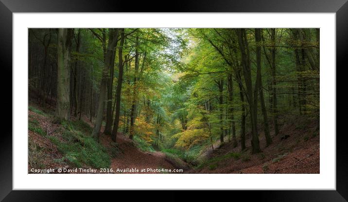 Ten Acre Woods Framed Mounted Print by David Tinsley