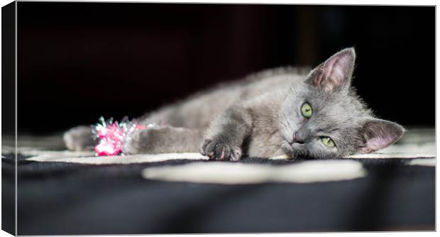 Grey kitten playing with tinsel. Canvas Print by Bryn Morgan