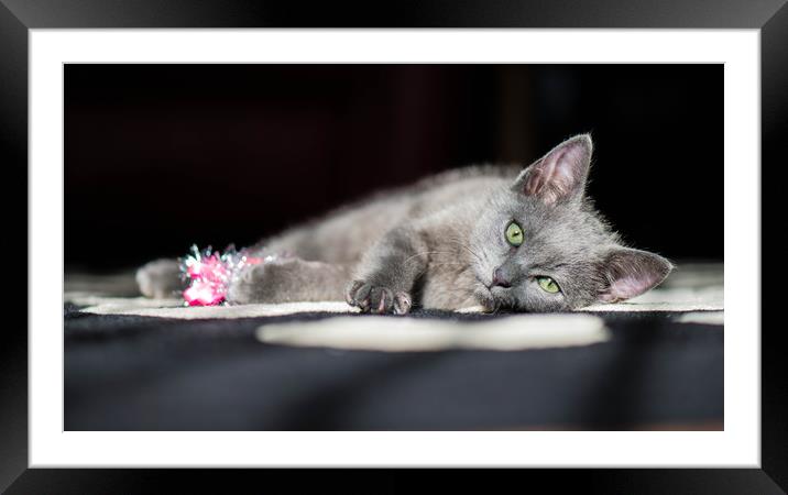 Grey kitten playing with tinsel. Framed Mounted Print by Bryn Morgan