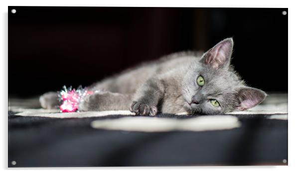 Grey kitten playing with tinsel. Acrylic by Bryn Morgan