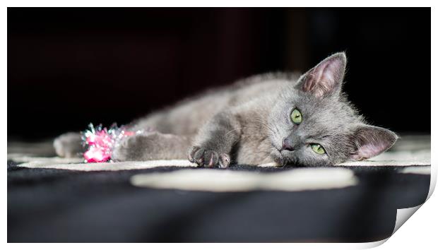 Grey kitten playing with tinsel. Print by Bryn Morgan