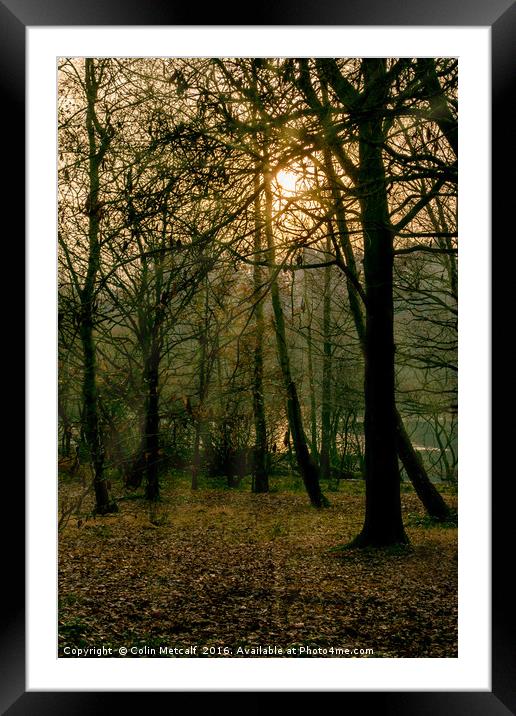 Winter Sun Framed Mounted Print by Colin Metcalf