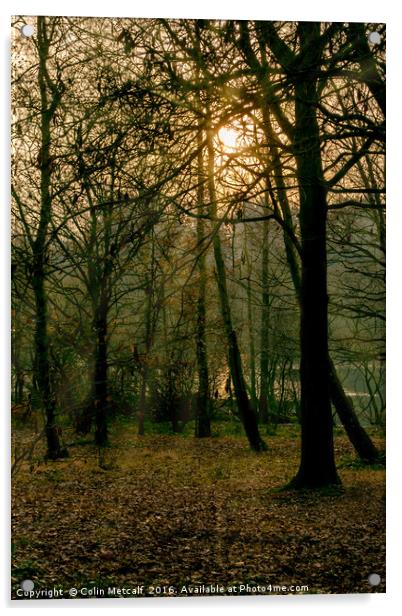 Winter Sun Acrylic by Colin Metcalf