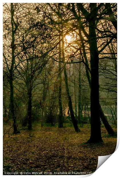 Winter Sun Print by Colin Metcalf