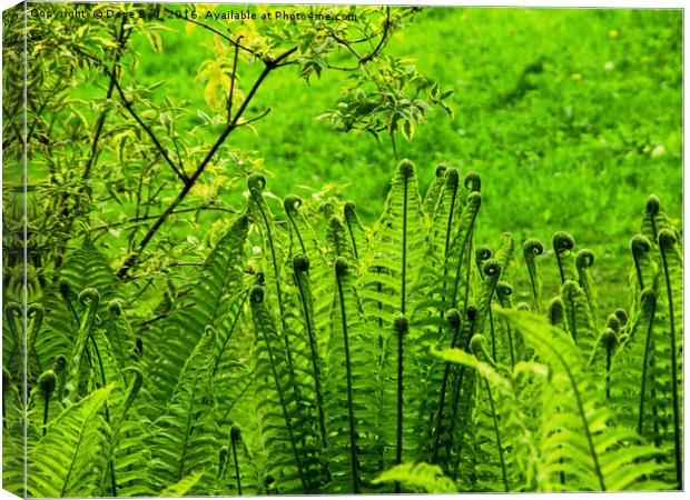 A Bright Green  Conference of Ferns Canvas Print by Dave Bell