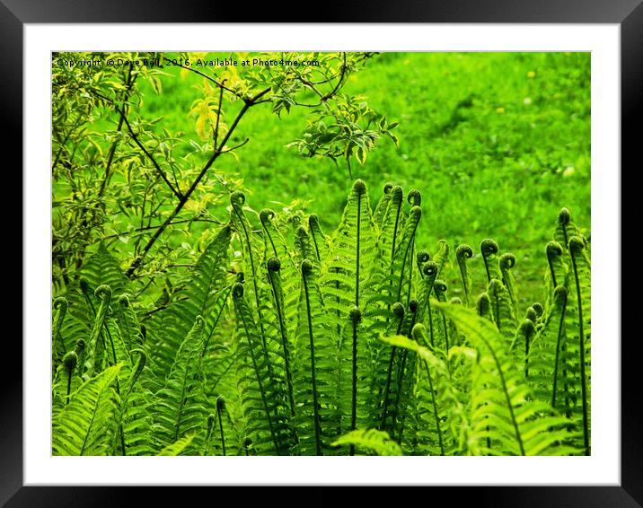 A Bright Green  Conference of Ferns Framed Mounted Print by Dave Bell