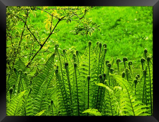 A Bright Green  Conference of Ferns Framed Print by Dave Bell