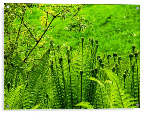 A Bright Green  Conference of Ferns Acrylic by Dave Bell