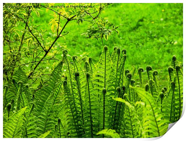 A Bright Green  Conference of Ferns Print by Dave Bell