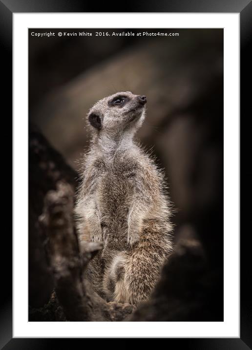 On Guard Framed Mounted Print by Kevin White