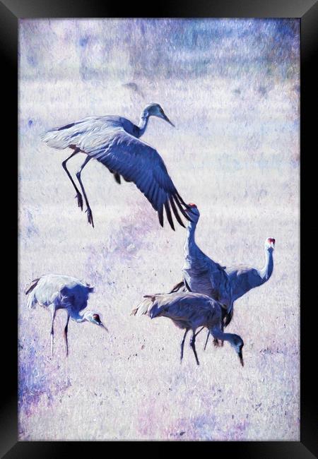 Hopping Crane Framed Print by Belinda Greb