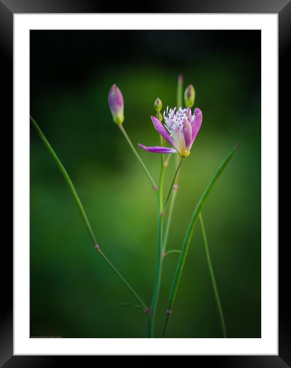 It's a new species !!! Framed Mounted Print by Indranil Bhattacharjee