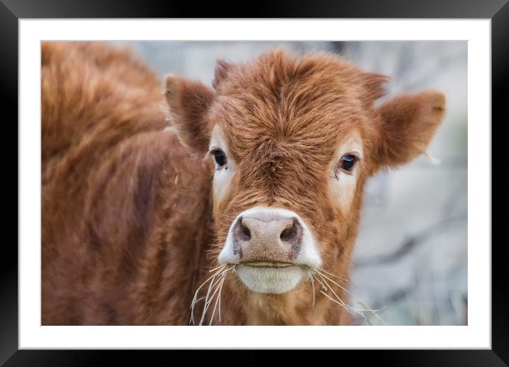 It's Hard to Smile When Your Mouth Is Full Framed Mounted Print by Belinda Greb