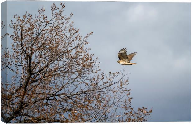 Red Tailed Hawk In Flight Canvas Print by Belinda Greb