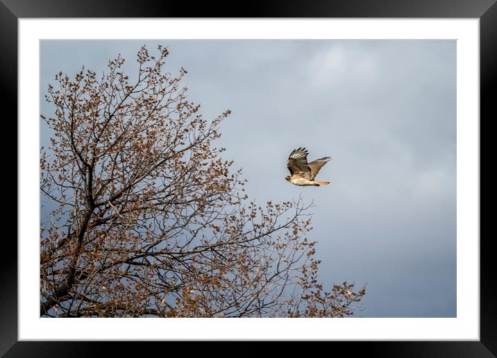 Red Tailed Hawk In Flight Framed Mounted Print by Belinda Greb