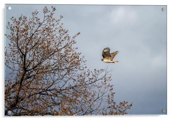 Red Tailed Hawk In Flight Acrylic by Belinda Greb