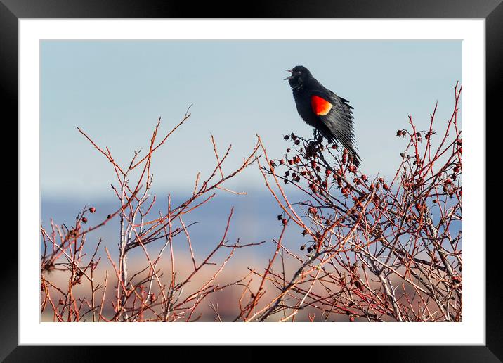 Singing His Heart Out Framed Mounted Print by Belinda Greb