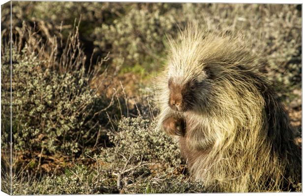 Cuddly Cute but Sharp Like a Needle Canvas Print by Belinda Greb