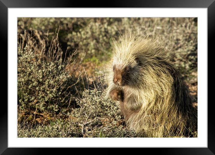 Cuddly Cute but Sharp Like a Needle Framed Mounted Print by Belinda Greb