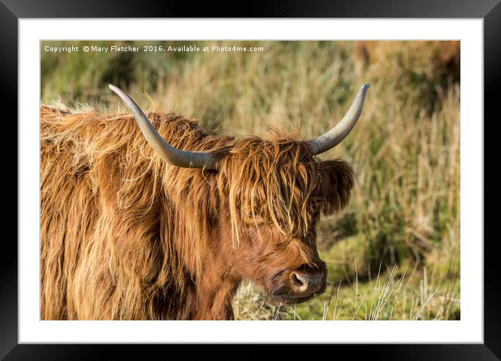 Highland Cow Framed Mounted Print by Mary Fletcher