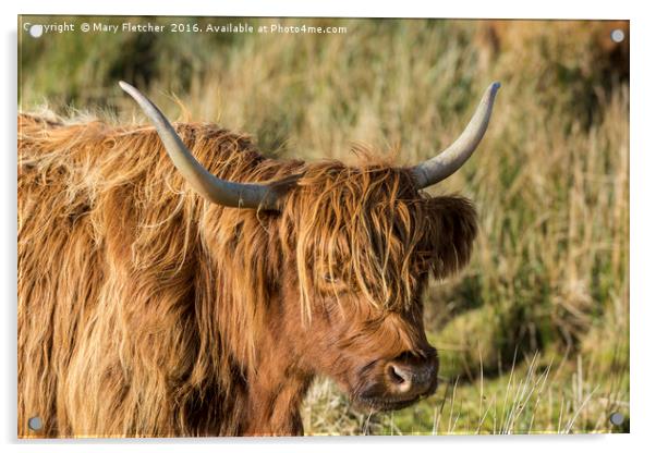 Highland Cow Acrylic by Mary Fletcher