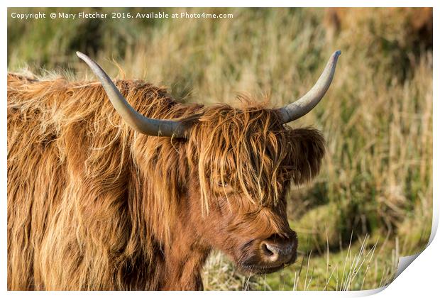 Highland Cow Print by Mary Fletcher