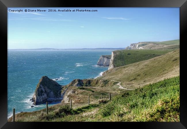 The South West Coast path  Dorset. Framed Print by Diana Mower