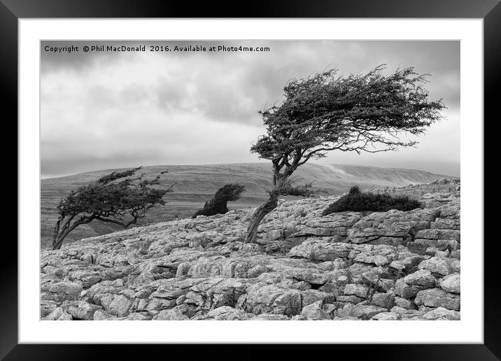 Windblown Tree, Twistleton Scar in the Yorkshire D Framed Mounted Print by Phil MacDonald