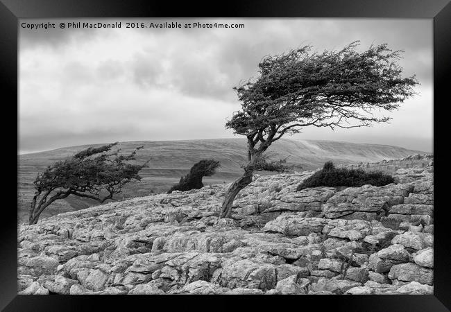 Windblown Tree, Twistleton Scar in the Yorkshire D Framed Print by Phil MacDonald