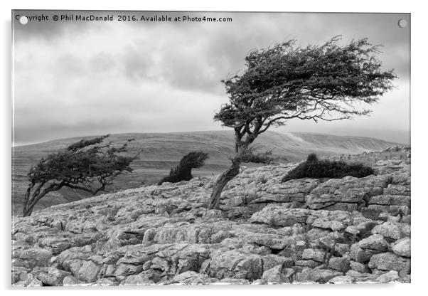 Windblown Tree, Twistleton Scar in the Yorkshire D Acrylic by Phil MacDonald