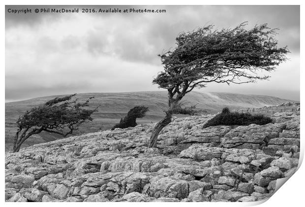 Windblown Tree, Twistleton Scar in the Yorkshire D Print by Phil MacDonald